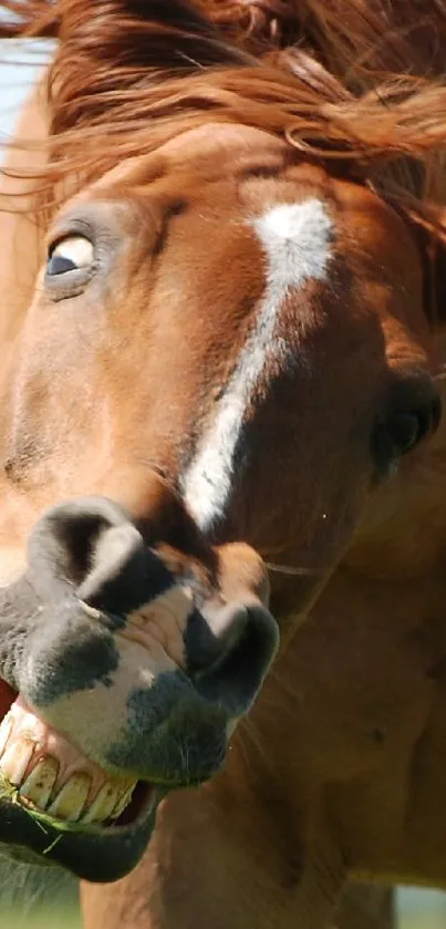 horsey Live Wallpaper