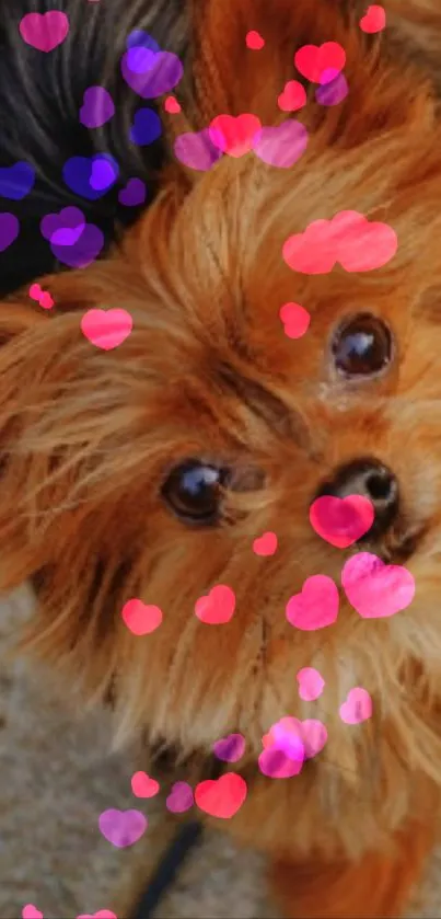 the dog Live Wallpaper
