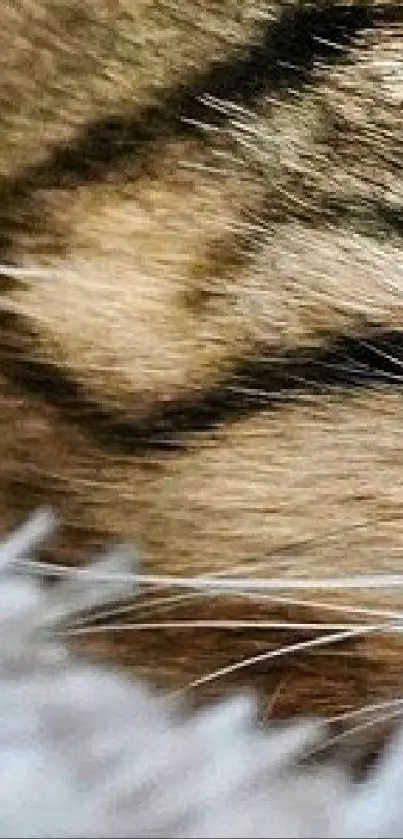 Hair Water Eye Live Wallpaper