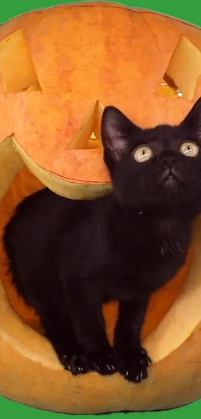 Black cat in carved pumpkin, green background.