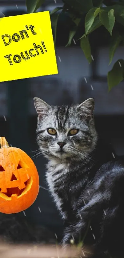 Cat sits next to pumpkin with 'Don't Touch!' note.