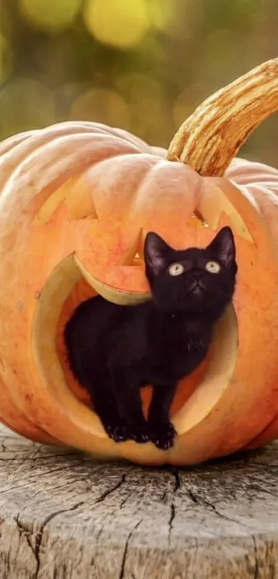 Black cat in carved pumpkin on a wooden stump, perfect for Halloween.