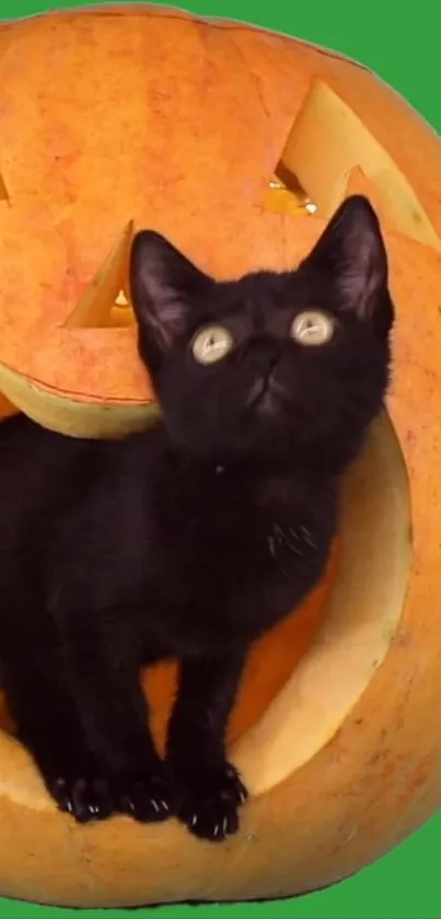 Black cat sitting inside a carved pumpkin on a green background.