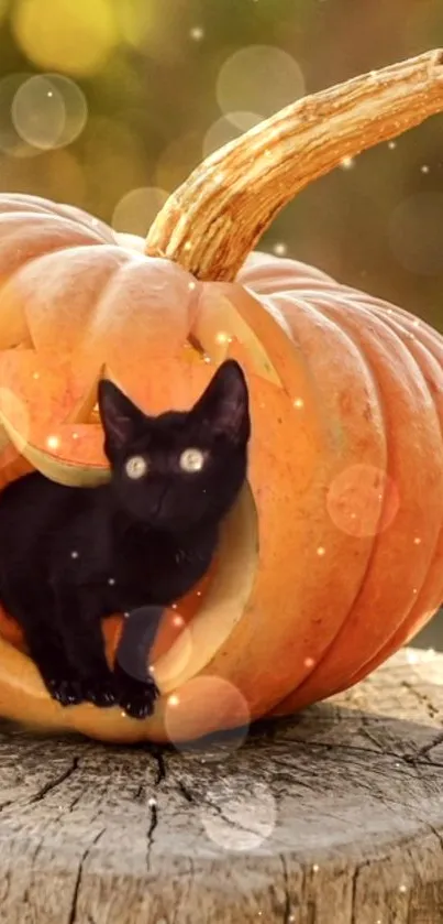 Black cat inside a carved pumpkin on a wooden stump with a blurred background.