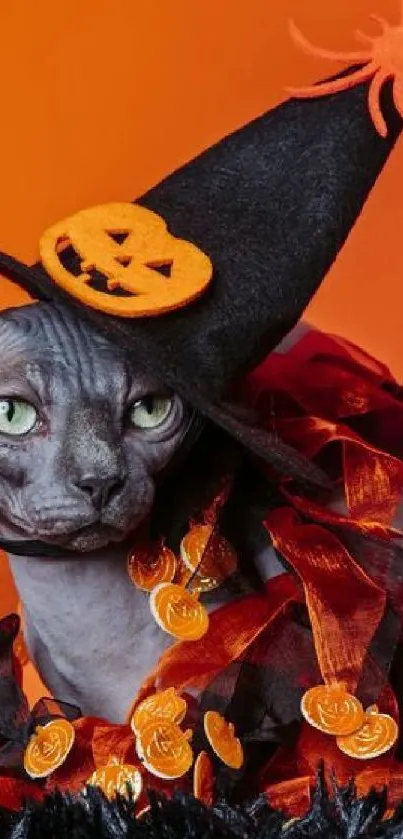 Hairless cat wearing a Halloween witch hat on an orange background.