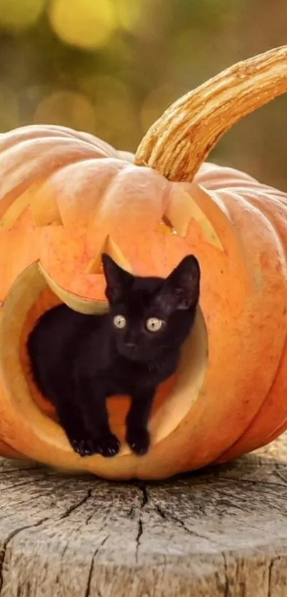 Black kitten inside carved pumpkin on wooden stump with autumn backdrop.