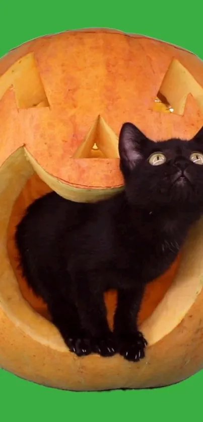 Black cat in a Halloween pumpkin on green background.