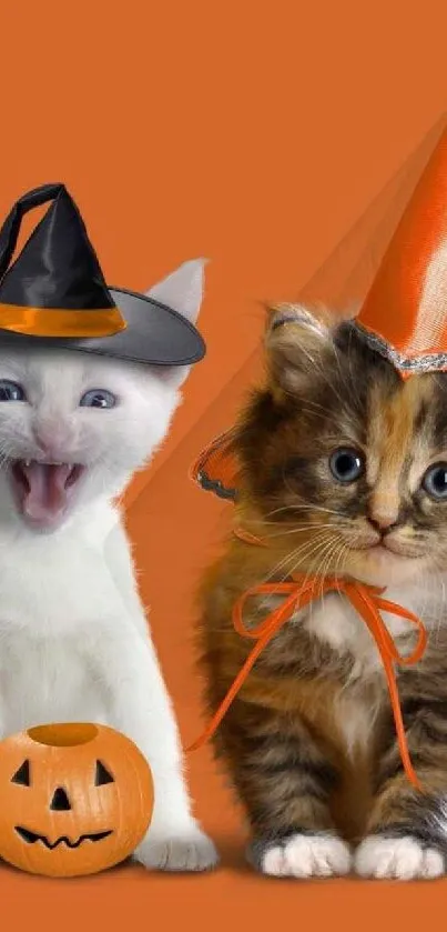 Adorable Halloween cats with pumpkin and witch hats on orange background.