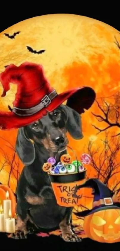 Halloween wallpaper with dog in witch hat and pumpkins.