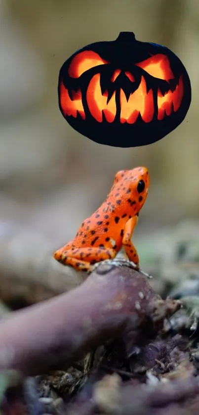 Orange frog with a spooky pumpkin on a nature-themed wallpaper.