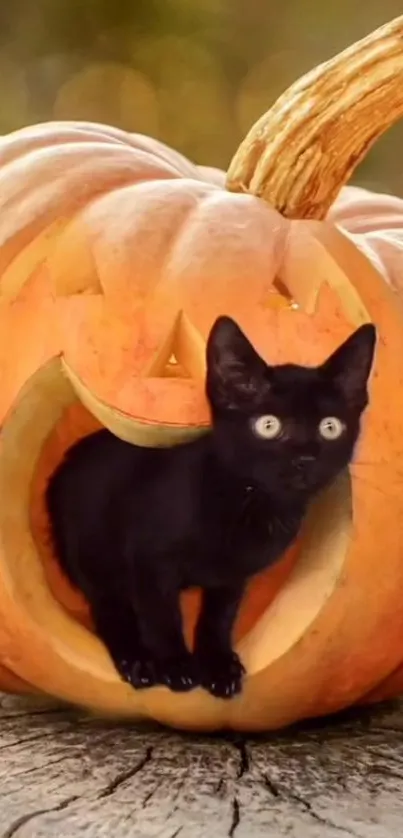 Black cat inside a carved pumpkin for Halloween wallpaper.