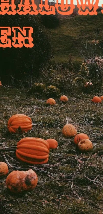 Halloween themed pumpkin field wallpaper