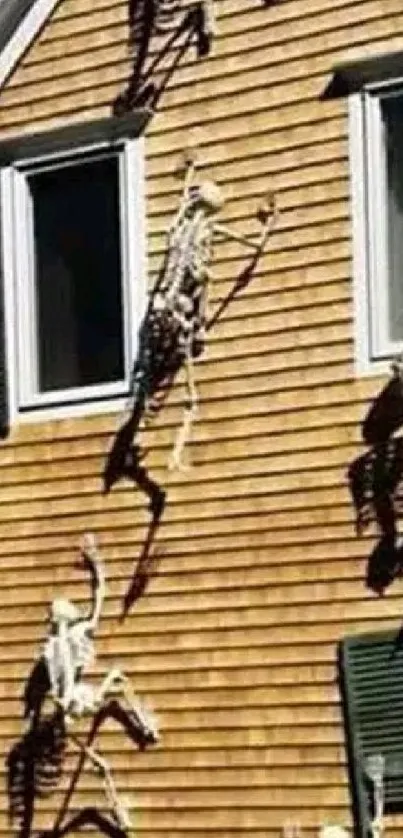 Skeletons climbing a brown wooden house for Halloween decoration.