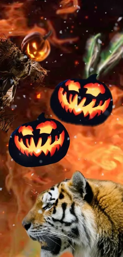 Halloween wallpaper with tiger and fiery pumpkins.