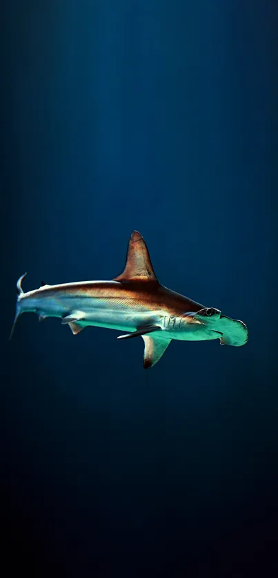 Hammerhead shark swimming in deep ocean.