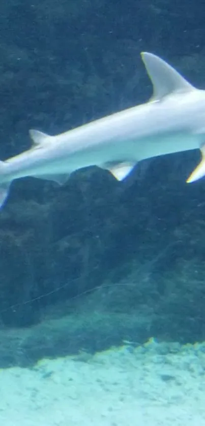 Mobile wallpaper of a hammerhead shark swimming in deep blue ocean waters.