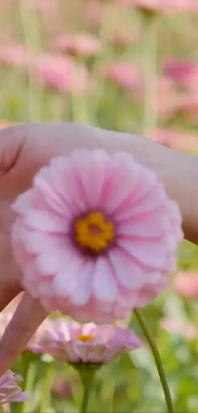 A hand holding a delicate pink flower in a field.