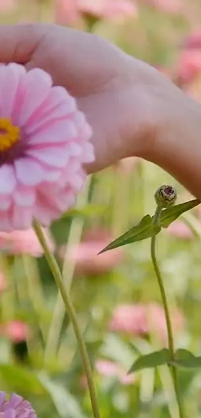 A hand gently holds a pink flower in a lush green garden, evoking serenity.