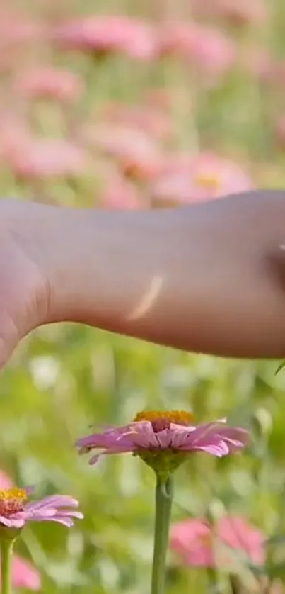 A hand gently touches a pink flower in a sunny field.