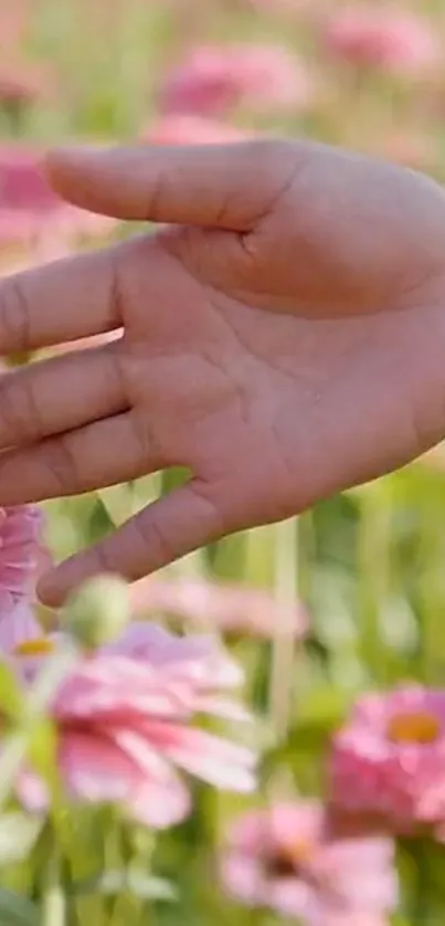 Hand touching pink flowers in a sunny field wallpaper.