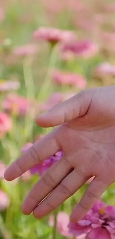 Hand reaching toward pink flowers in bloom.