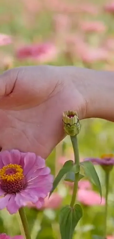 Hand touching pink flowers in a sunlit field wallpaper.