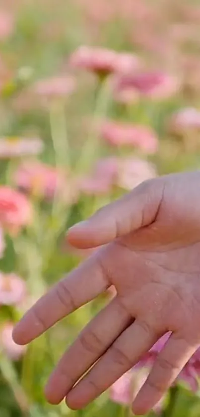 Hand gently touches pink flowers in a field.