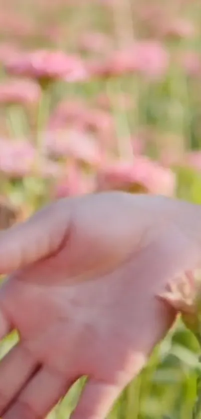 A hand reaching out in a field of pink flowers, capturing nature's tranquility.