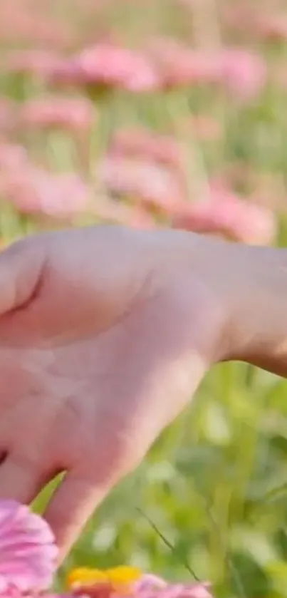 Hand gently touching pink flowers in a field.