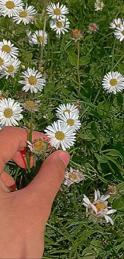 Hand picking daisies in a green field mobile wallpaper.