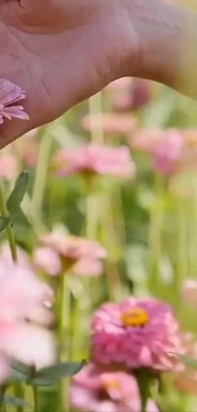 Hand picking pink flowers amid lush greenery.