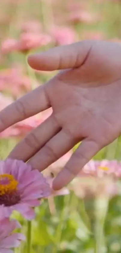 A hand reaches out to touch a pink zinnia flower in a lush garden.