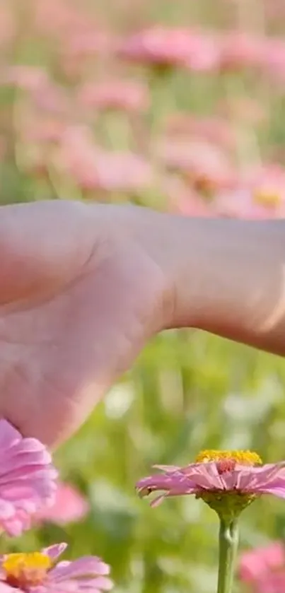 Hand gently touching vibrant pink flowers in a serene field.