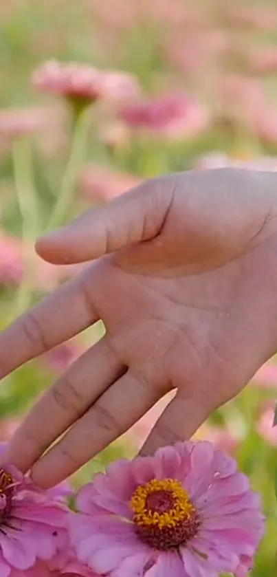 A hand gently touches vibrant pink flowers, set against a lush, sunlit field.