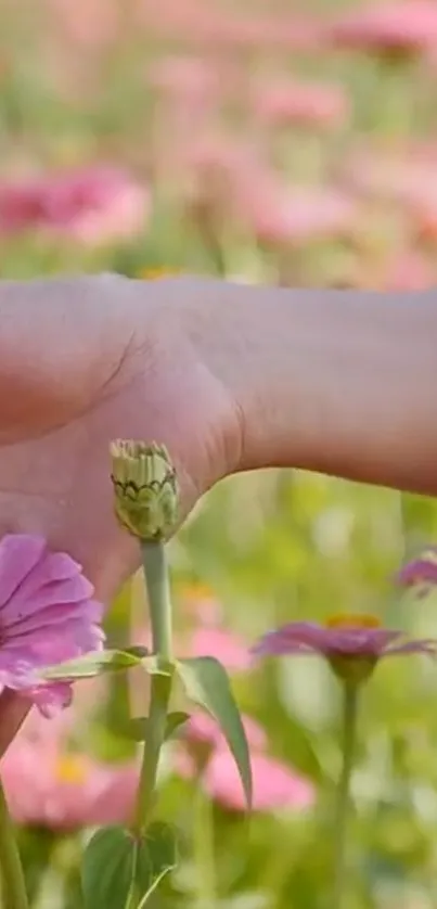 Hand touching pink flowers in a sunny field