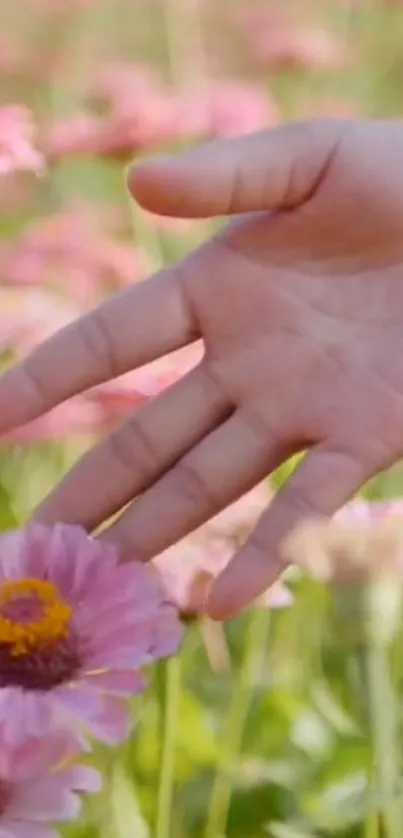 Hand gently touching pink flowers in a serene natural setting.