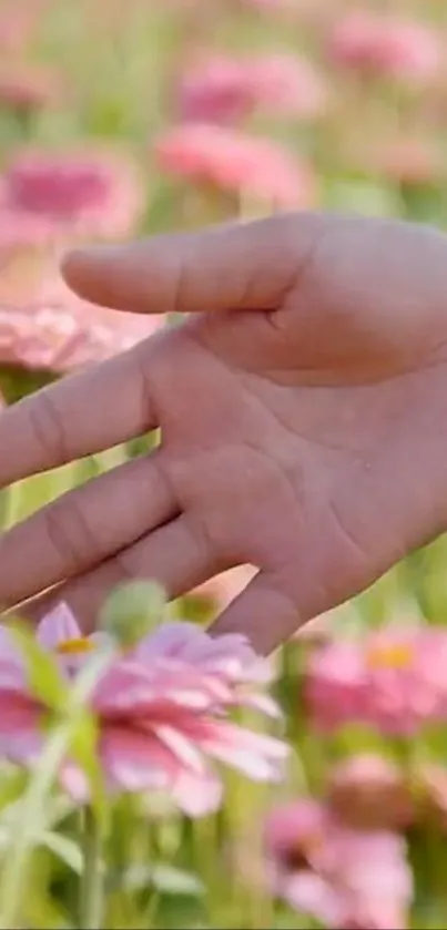 Hand gently touching pink flowers in a field.