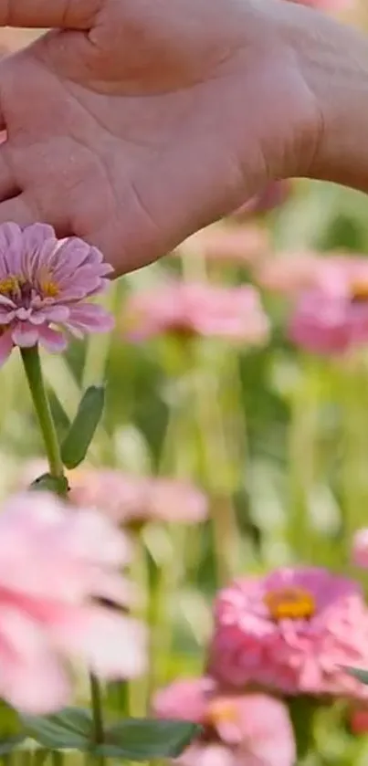 Hand touches delicate pink flowers in a sunny field.