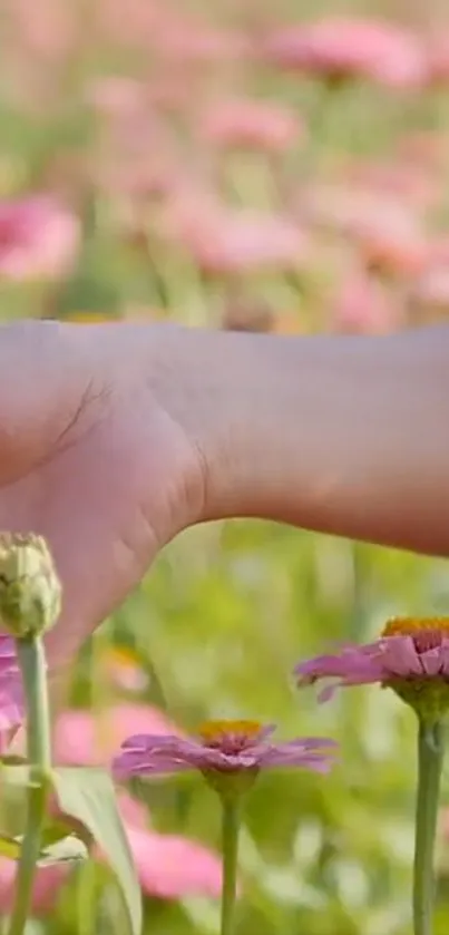 Hand gently touches pink flowers in a sunlit garden wallpaper.