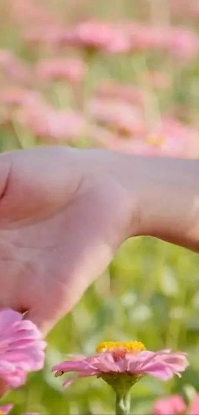 A hand gently caressing pink flowers in a bright, vibrant garden.