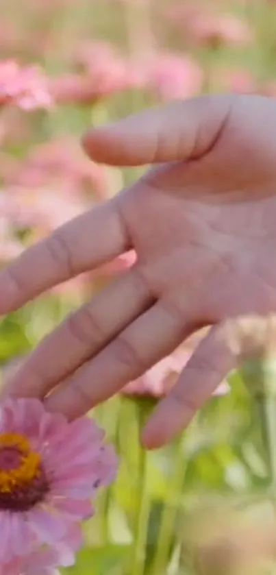 A hand gently touching pink flowers in a sunny field.