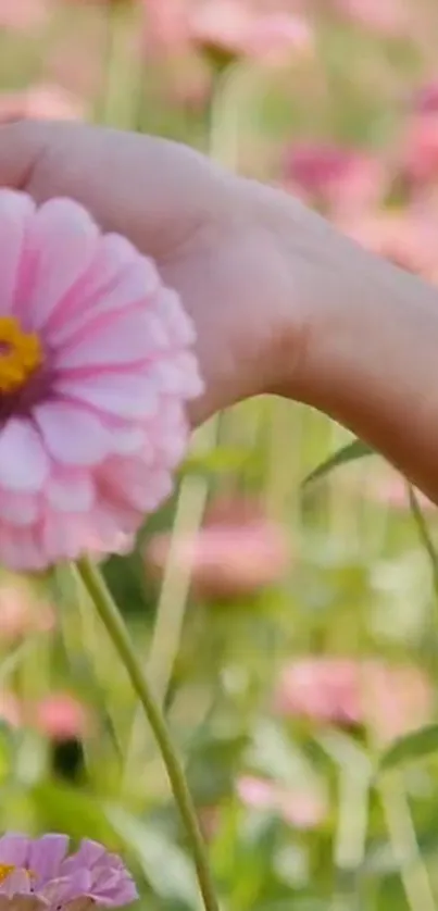 Hand holding a pink daisy in a flower field.