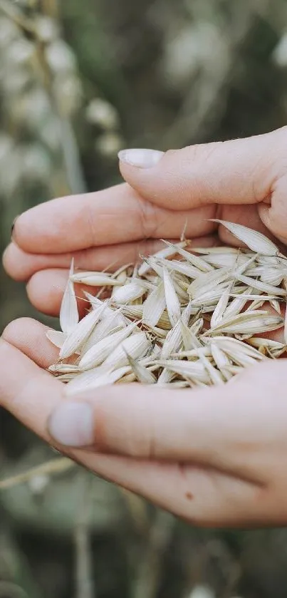 Hands gently cradling natural wheat grains.