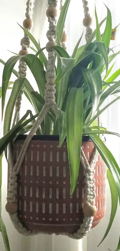 Hanging plant in sunlight with green leaves in a woven basket.