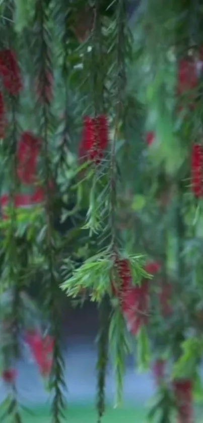 Lush green foliage with vibrant red hanging blossoms.