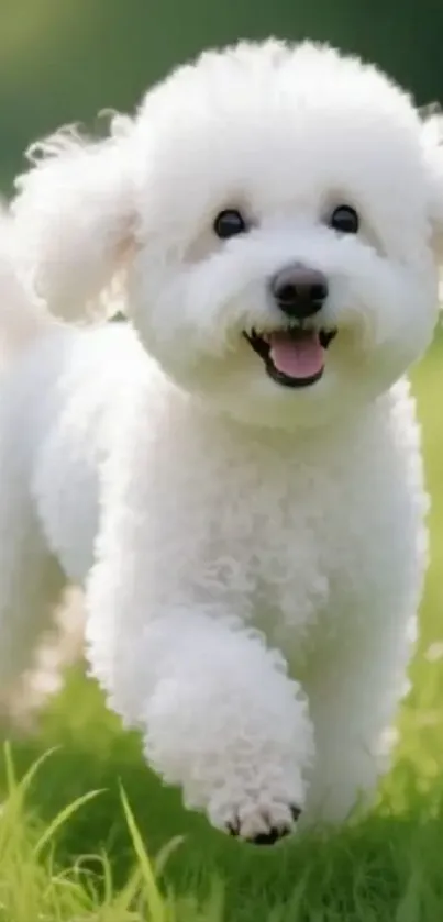 Cute Bichon Frise dog smiling in a green field.