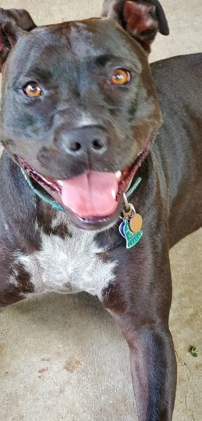 Happy black dog with collar on concrete.