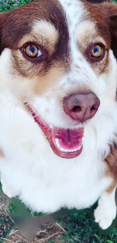 Happy brown and white dog looking up on grass background.