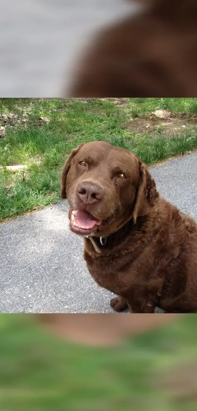 Happy chocolate Labrador on natural outdoor path.