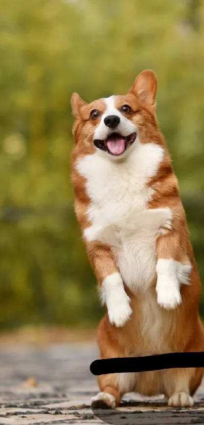 Corgi standing happily in nature.